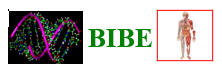 BIBE